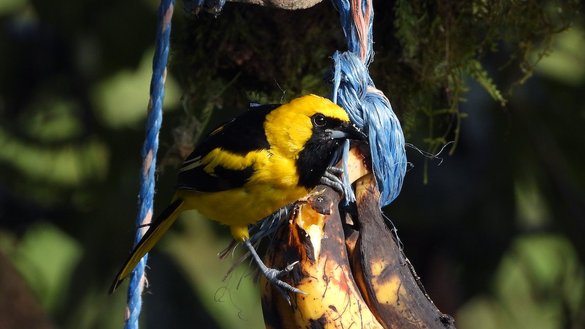 Yellow-tailed Oriole - ML620533632