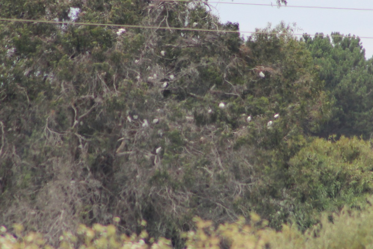 Little Egret - ML620533638