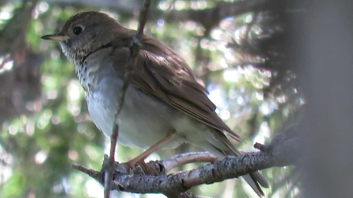 Bicknell's Thrush - ML620533642