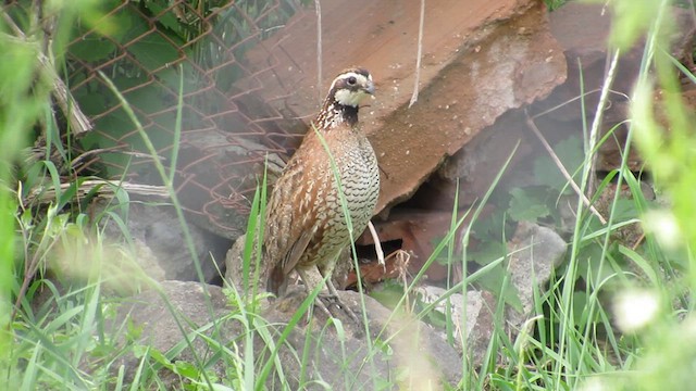 Northern Bobwhite - ML620533643