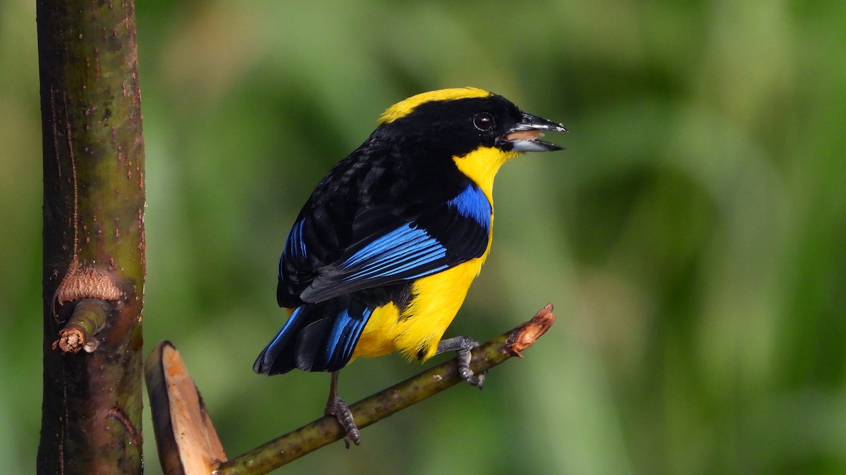 Blue-winged Mountain Tanager - ML620533646