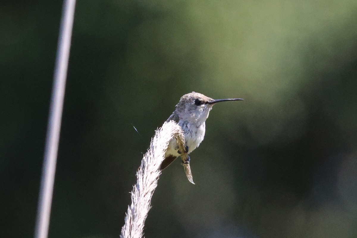 Costa's Hummingbird - ML620533651