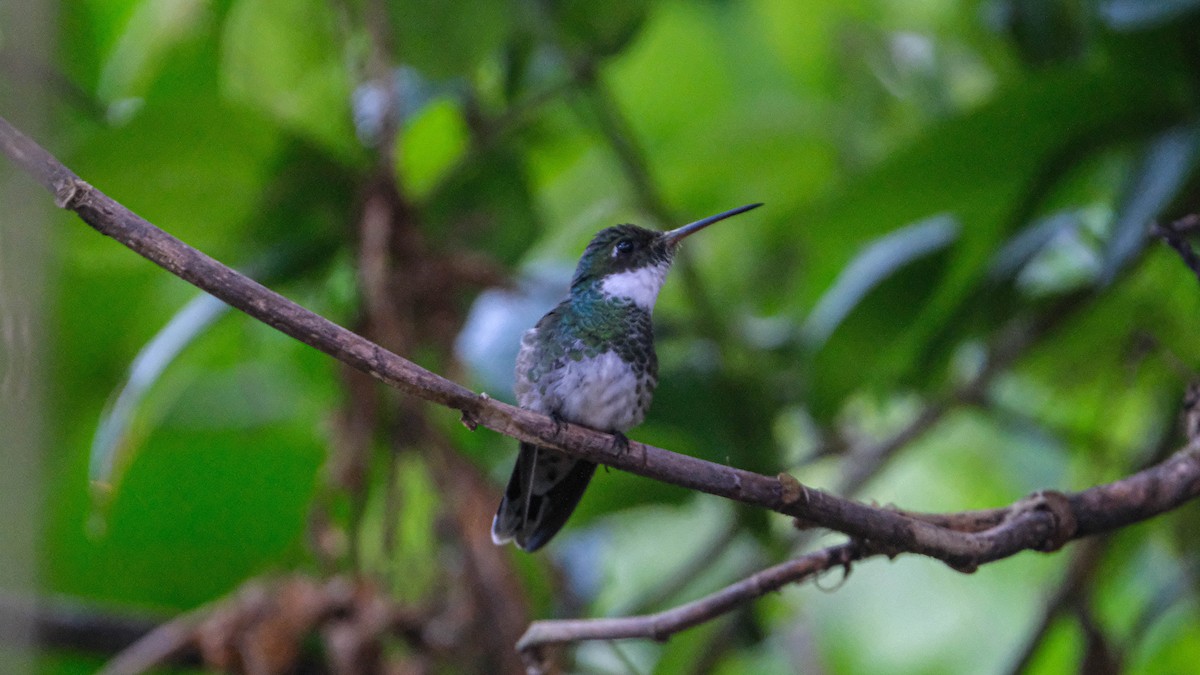 White-throated Hummingbird - ML620533652