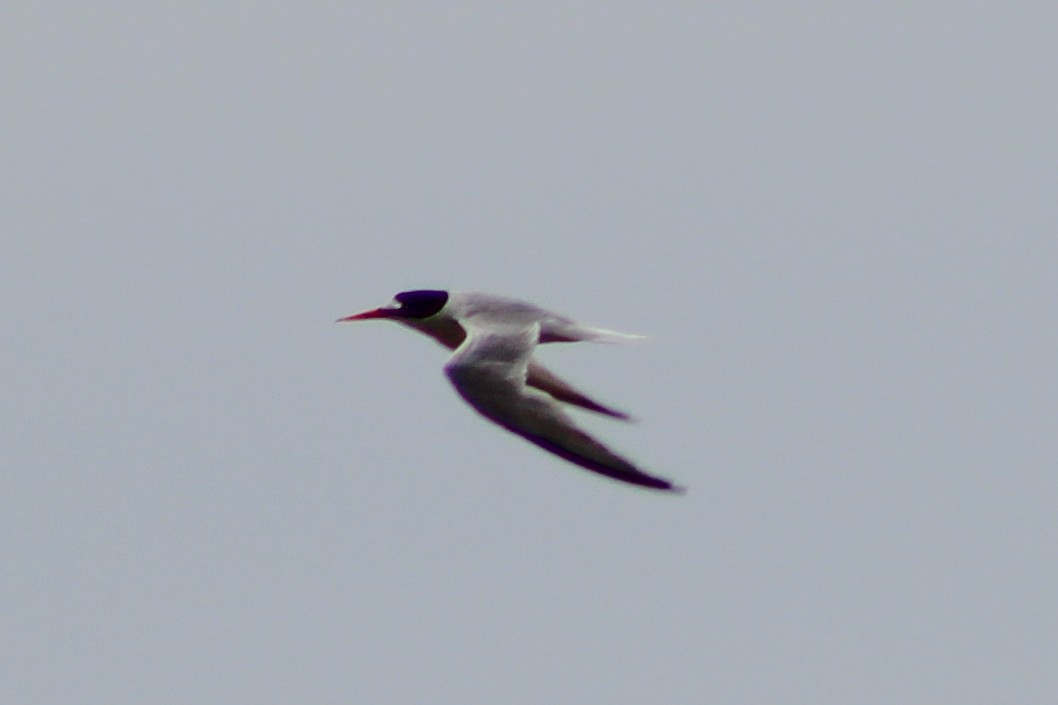 Little Tern - ML620533658