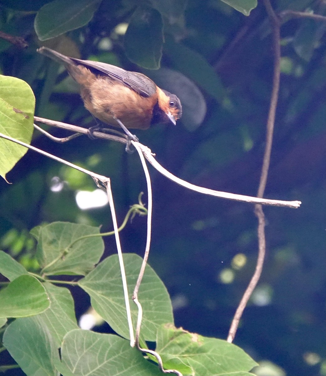 Owston's Tit - ML620533659