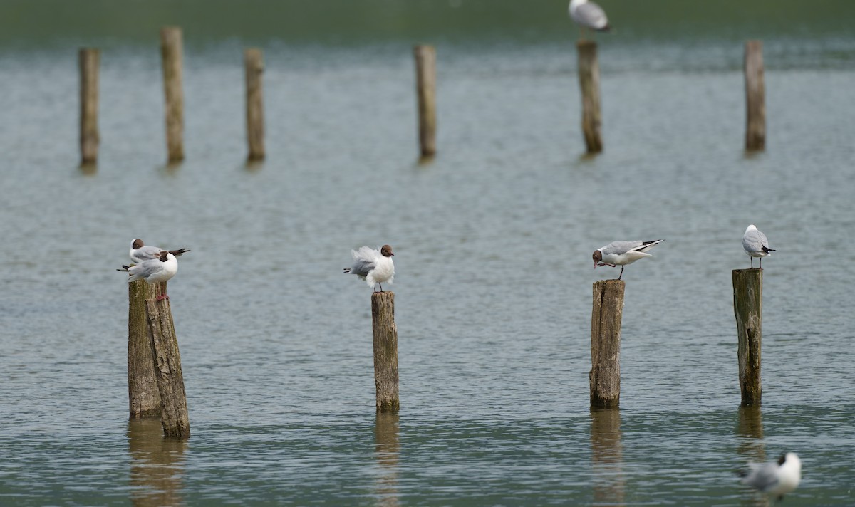 Black-headed Gull - ML620533666