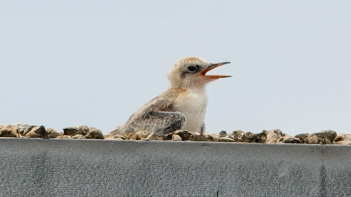 Least Tern - ML620533671