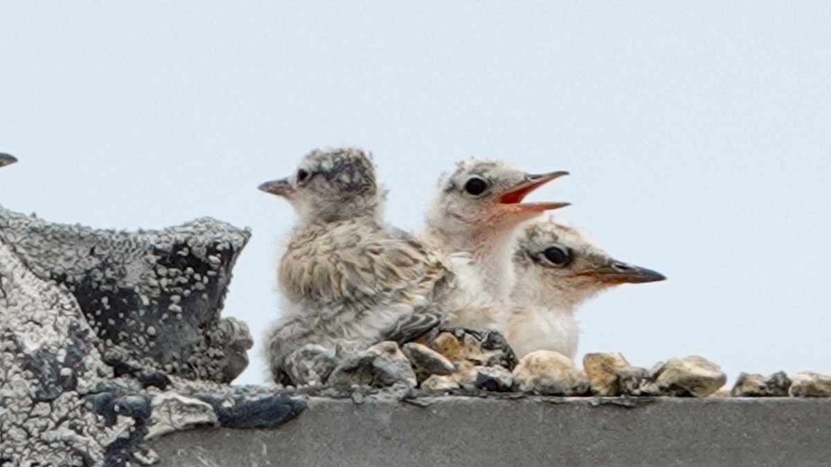 Least Tern - ML620533672