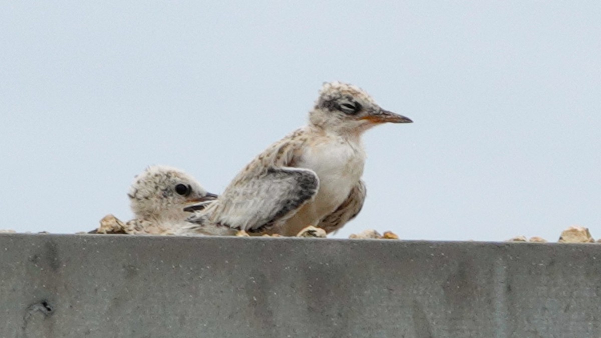 Least Tern - ML620533673