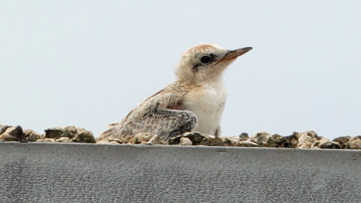 Least Tern - ML620533674