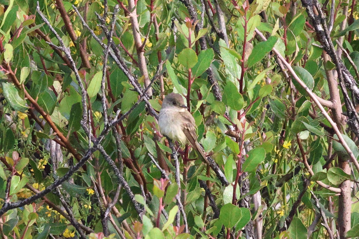 Willow Flycatcher - ML620533676