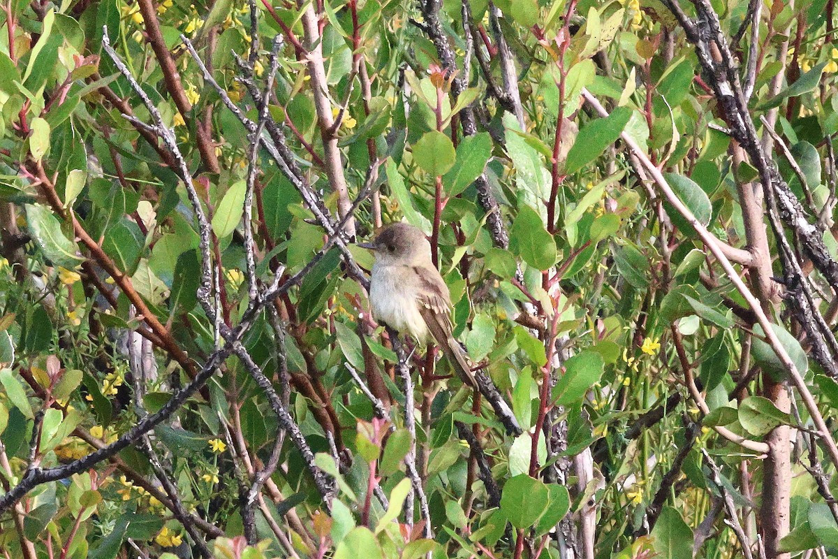 Willow Flycatcher - ML620533677