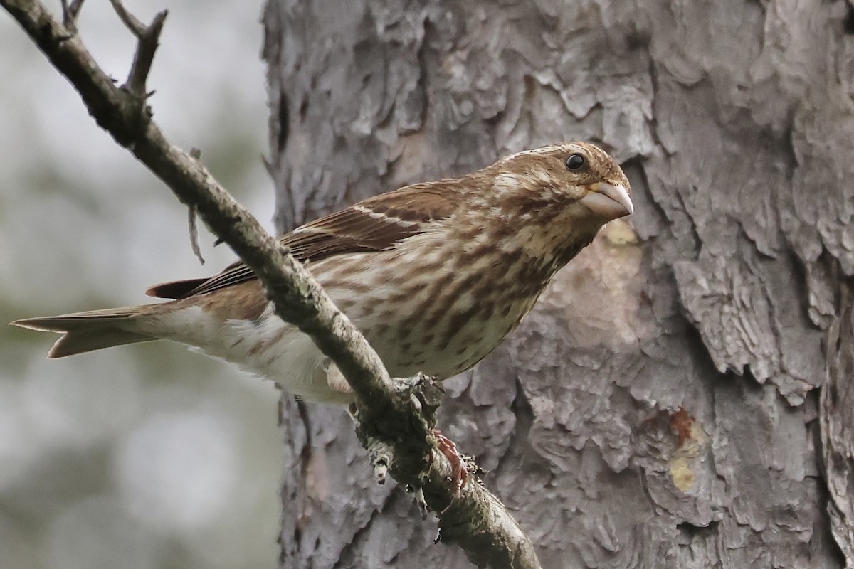 Purple Finch - ML620533680