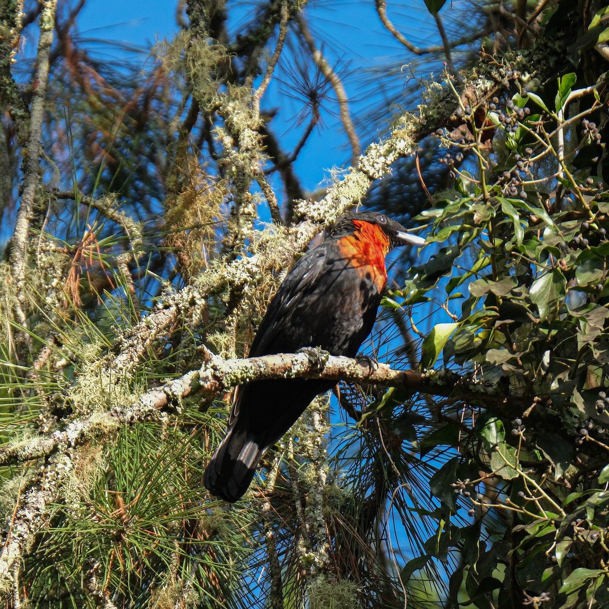 Red-ruffed Fruitcrow - ML620533682