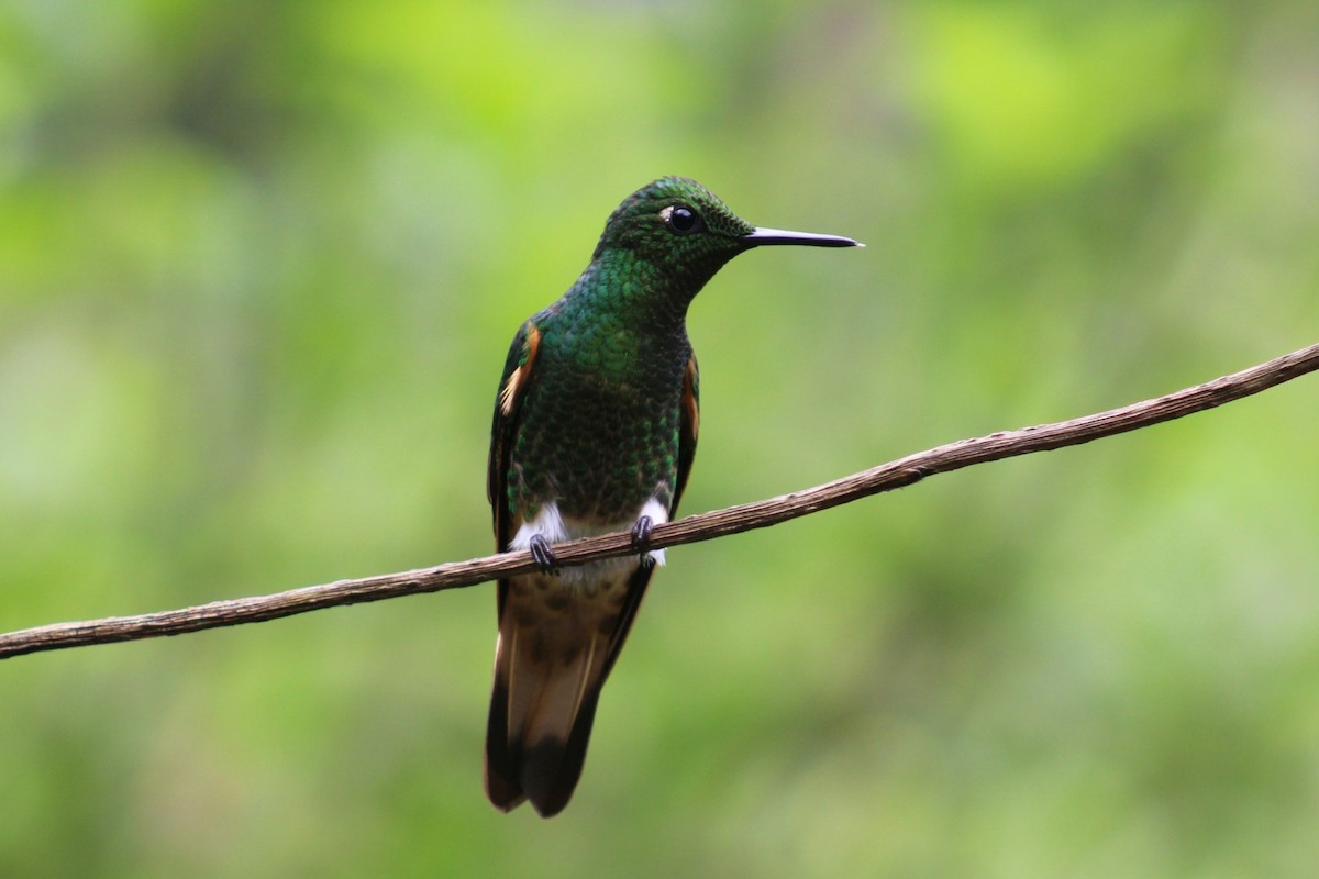 Buff-tailed Coronet - ML620533684