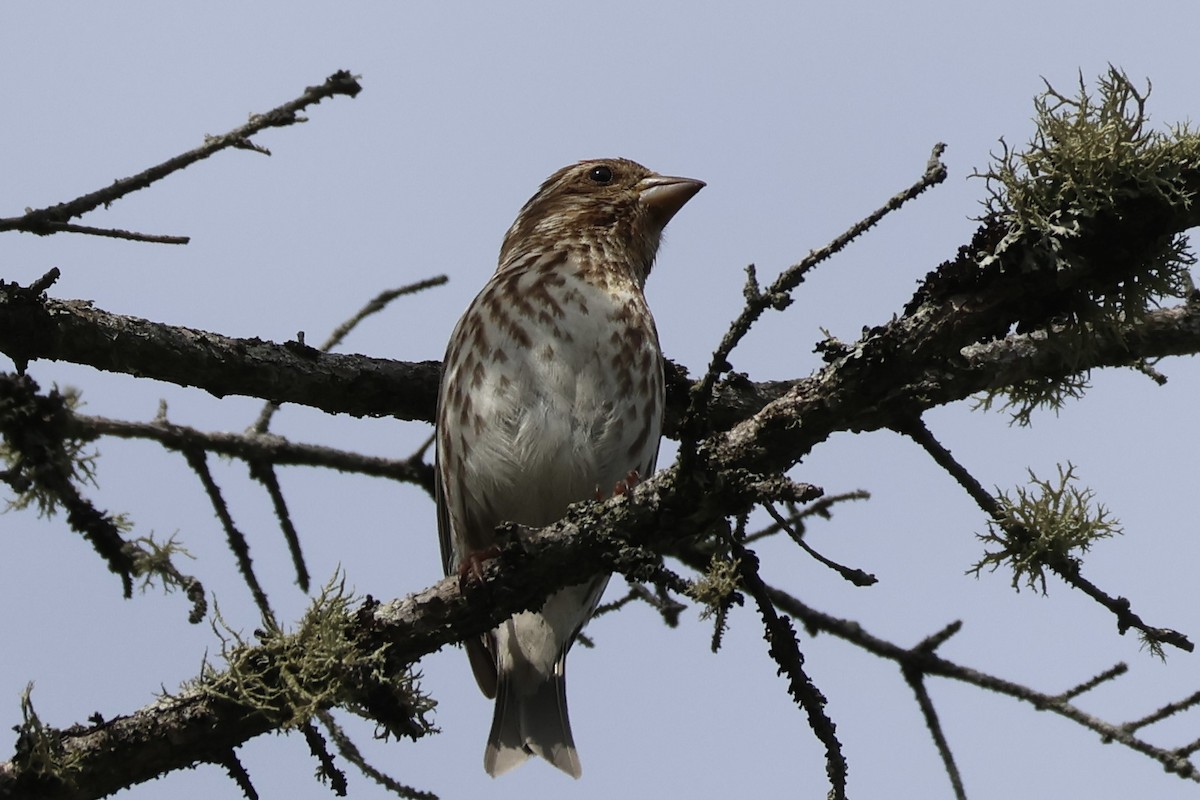 Purple Finch - ML620533690