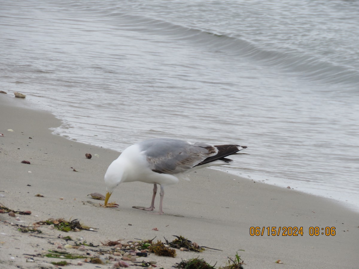 Herring Gull - ML620533692