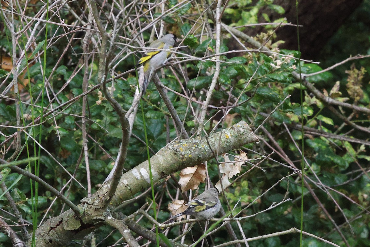 Lawrence's Goldfinch - ML620533695