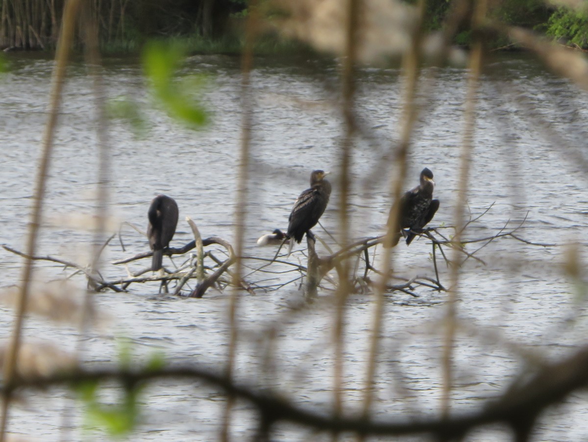 Great Cormorant - ML620533696