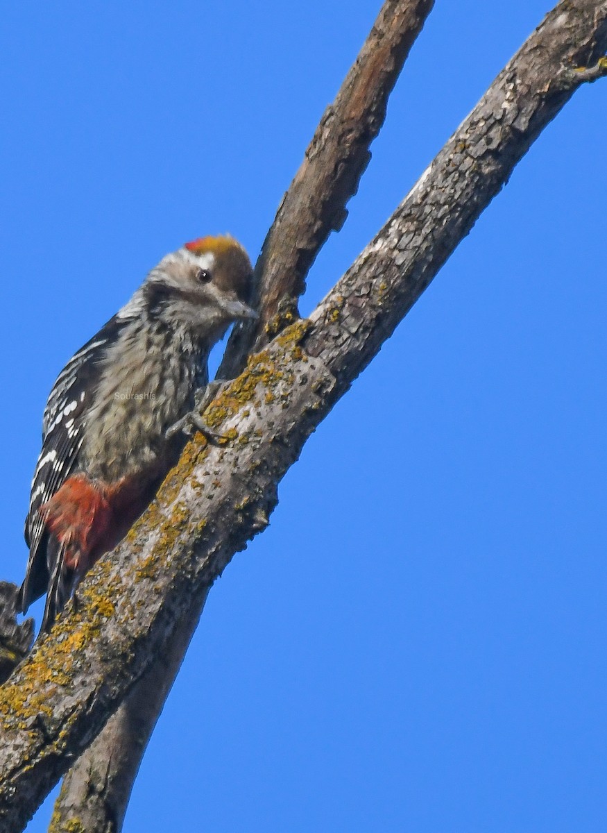 Brown-fronted Woodpecker - ML620533697