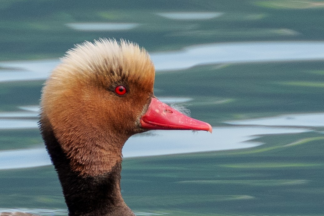 Red-crested Pochard - ML620533698