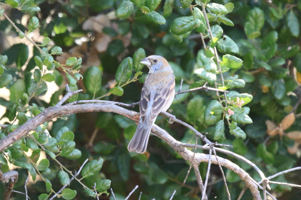 Blue Grosbeak - ML620533699