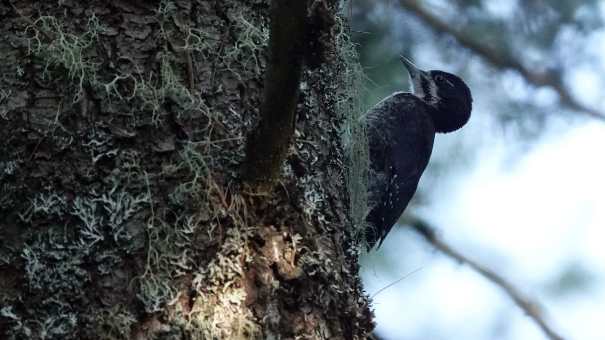 Black-backed Woodpecker - ML620533700