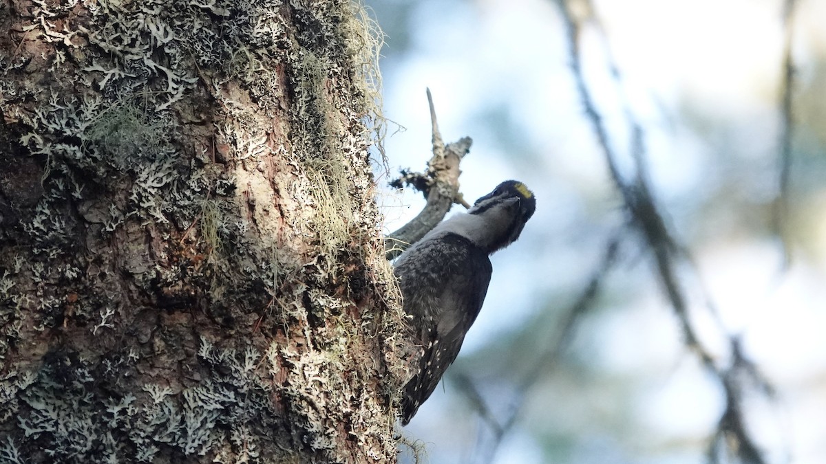 Black-backed Woodpecker - leo wexler-mann