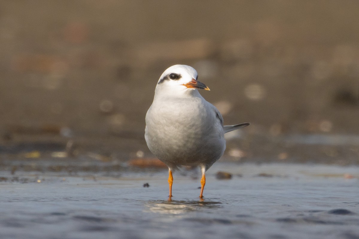 Snowy-crowned Tern - ML620533710