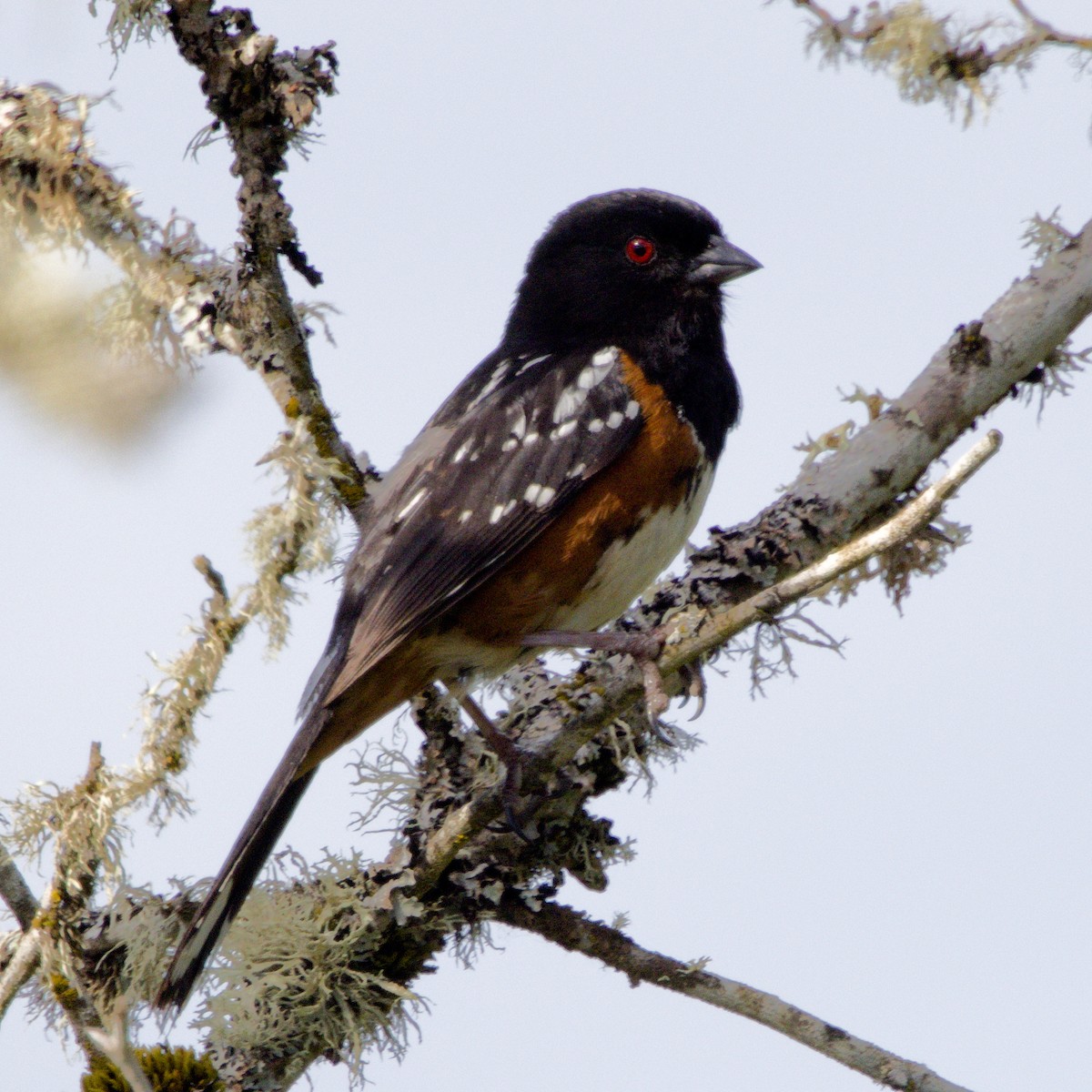 Spotted Towhee - ML620533723