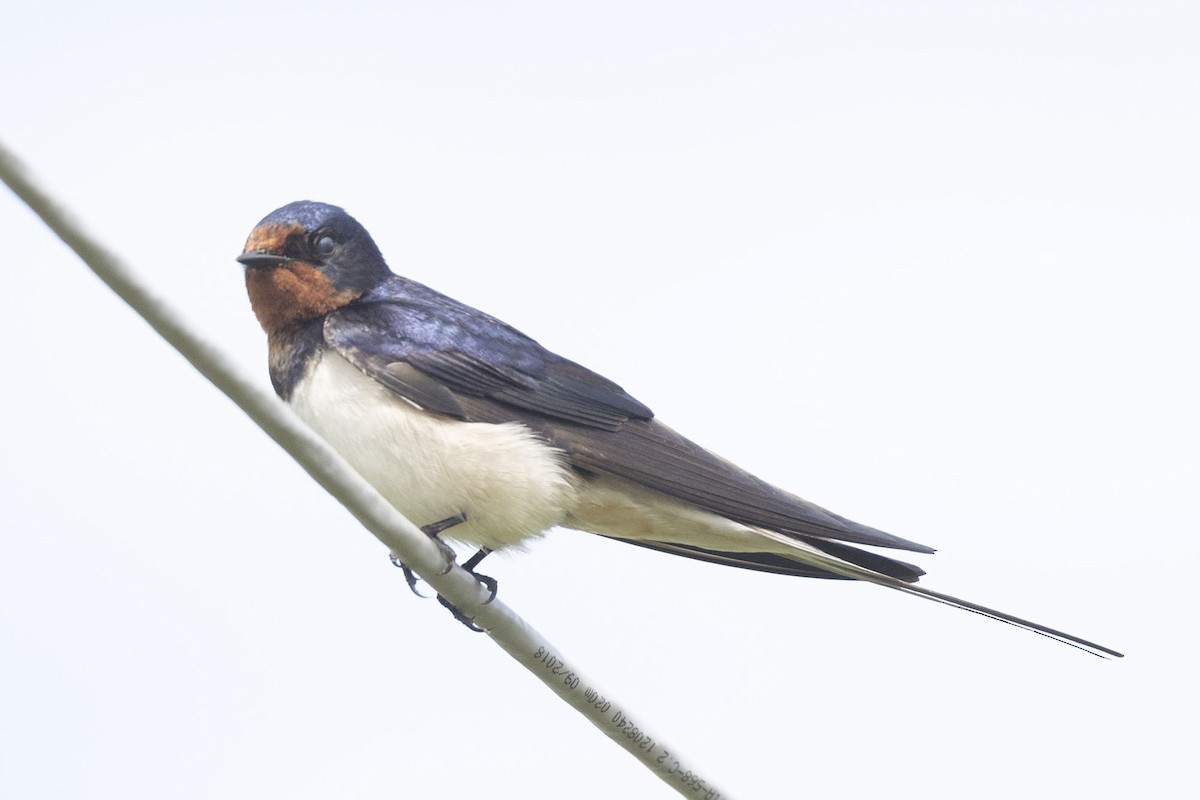 Barn Swallow - ML620533728