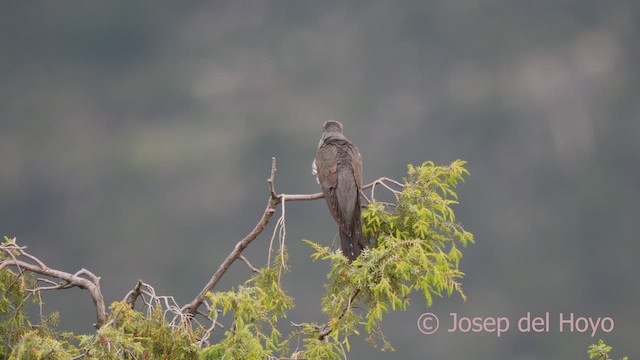 Common Cuckoo - ML620533733