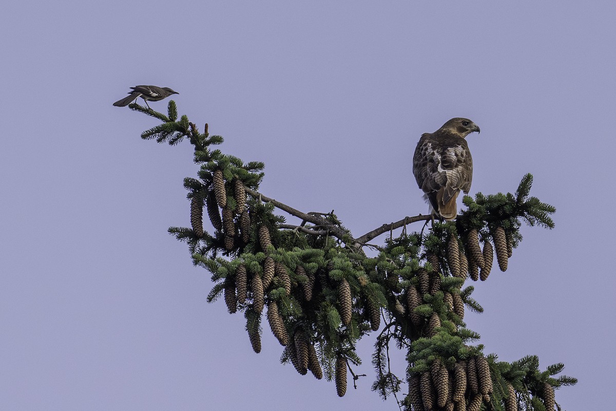 Red-tailed Hawk - ML620533737