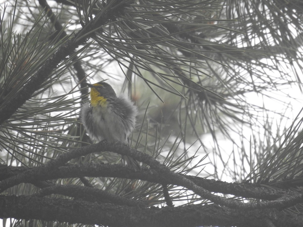 Grace's Warbler - ML620533739