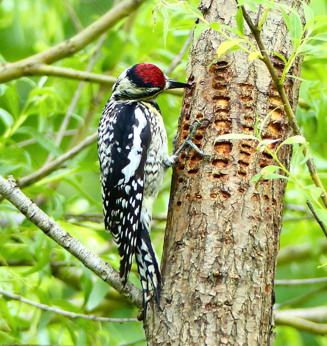 Yellow-bellied Sapsucker - ML620533740