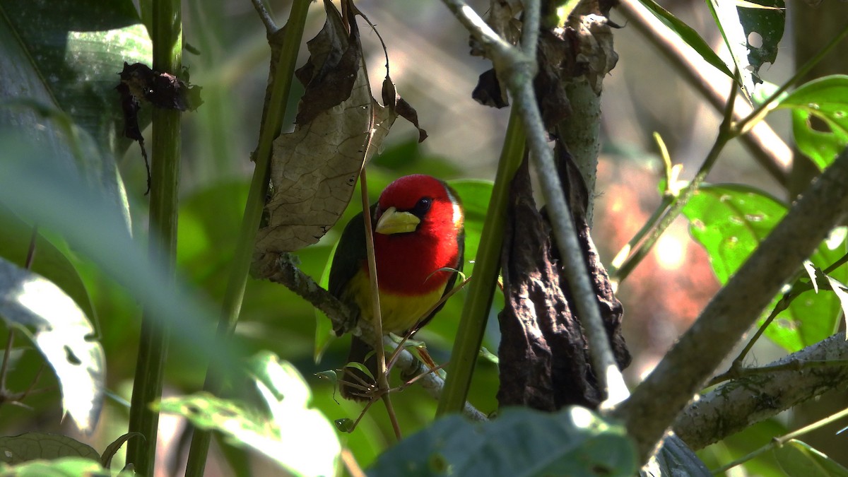 Red-headed Barbet - ML620533746