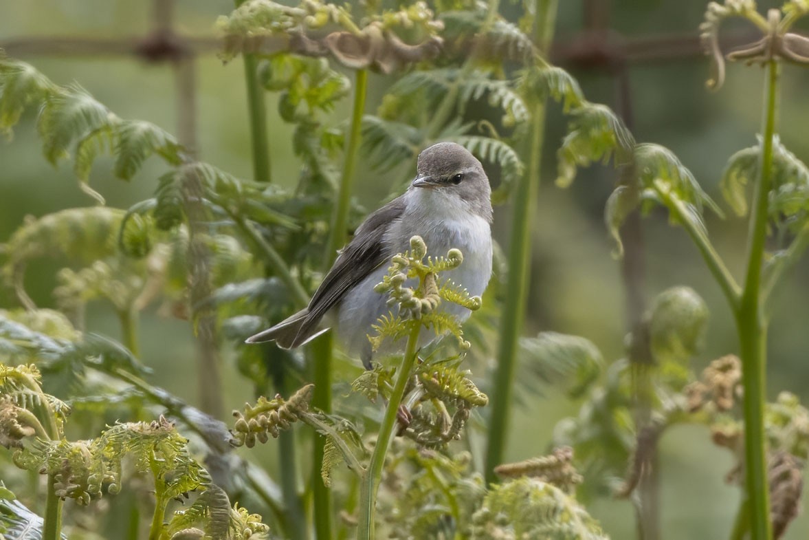 Willow Warbler - ML620533748