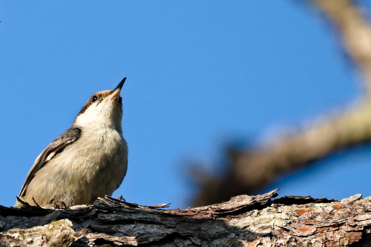 Brown-headed Nuthatch - ML620533749