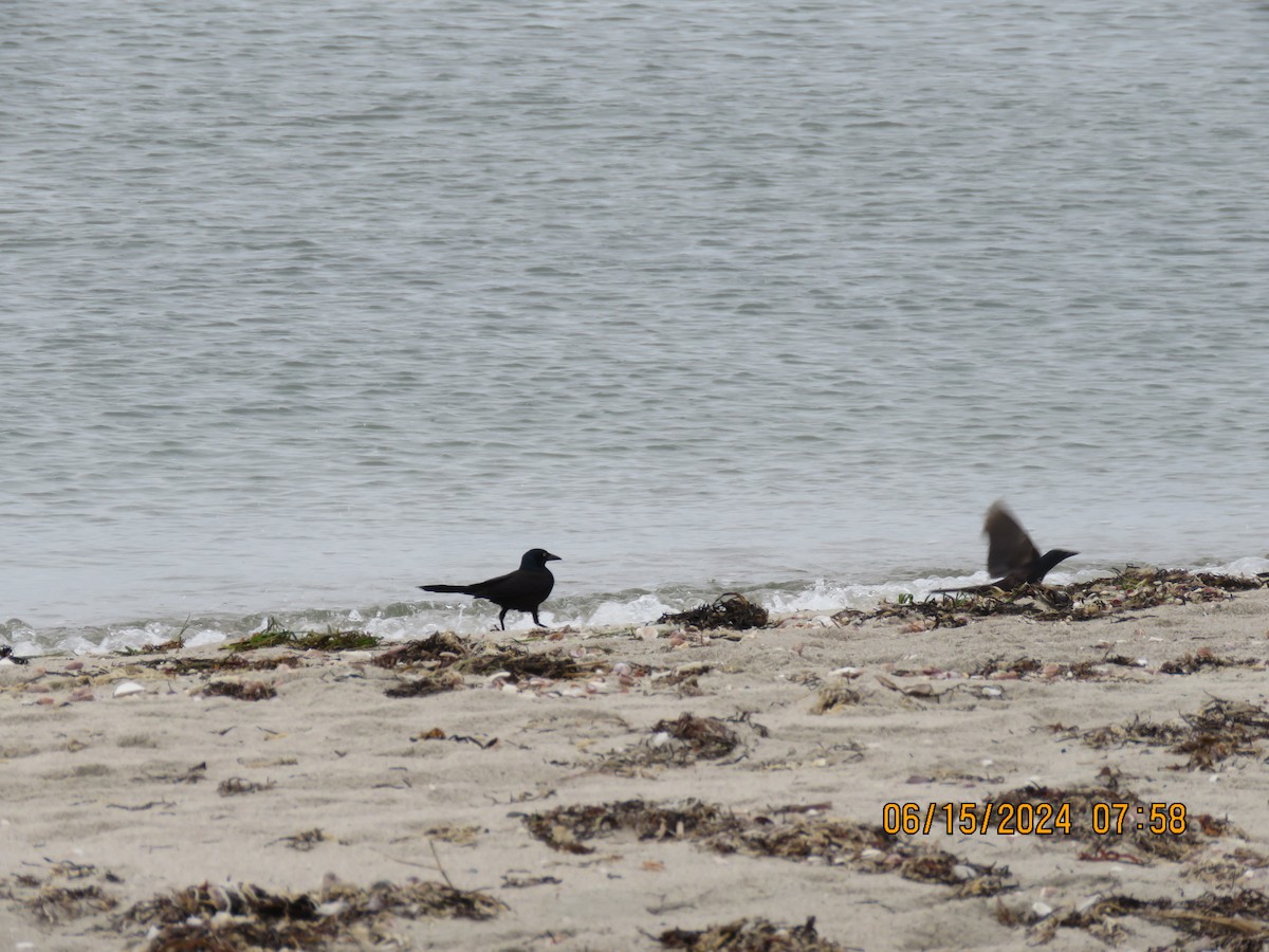 Common Grackle - ML620533757