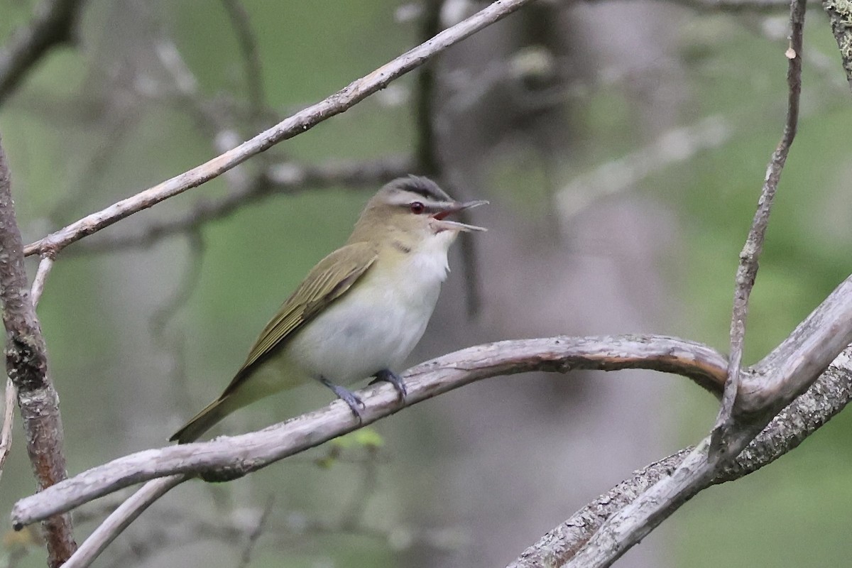 Red-eyed Vireo - ML620533759