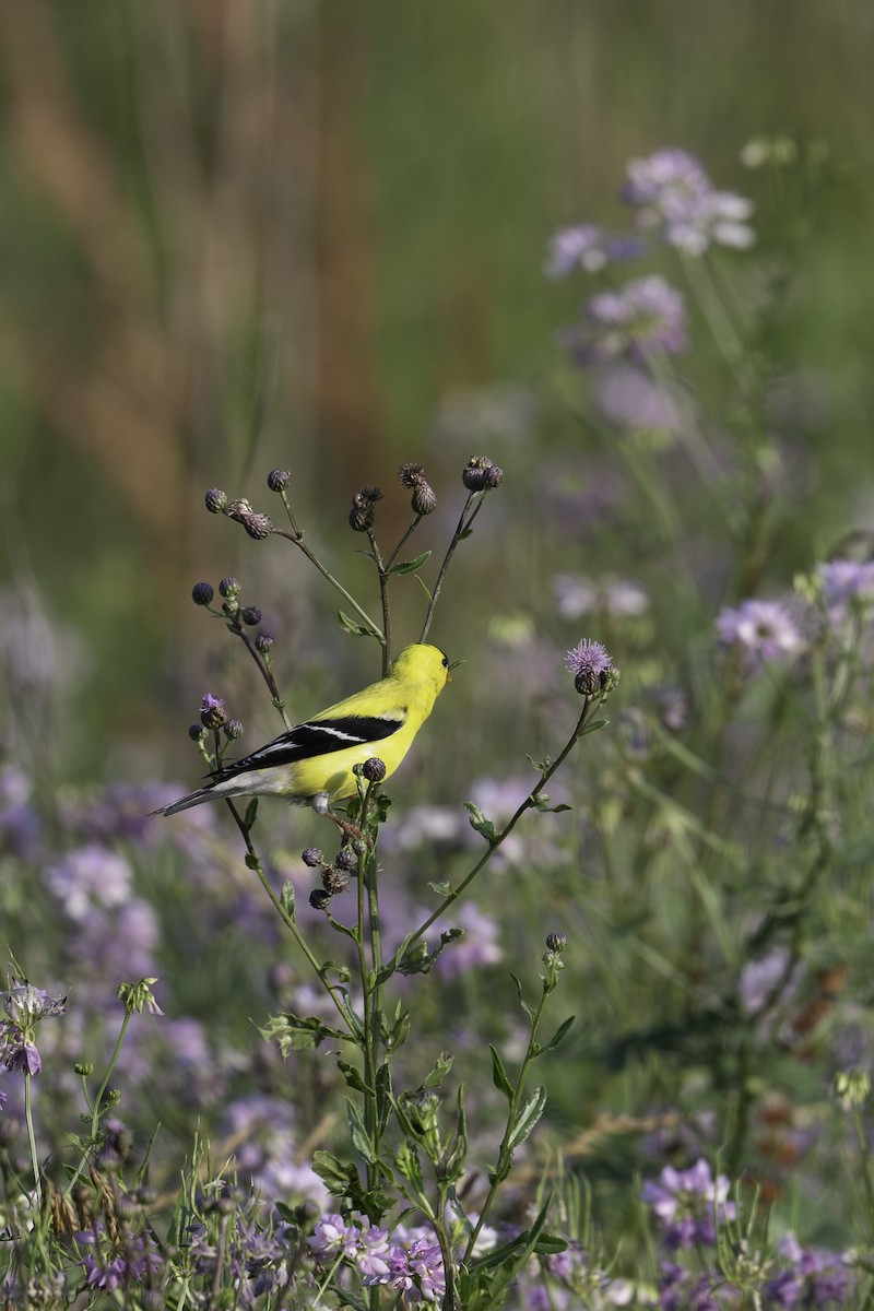 Chardonneret jaune - ML620533760