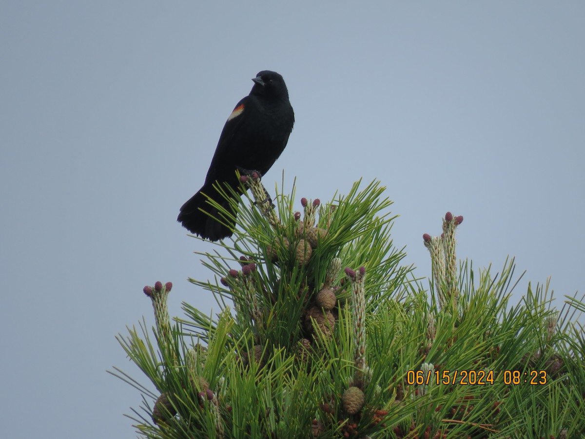 Red-winged Blackbird - ML620533761