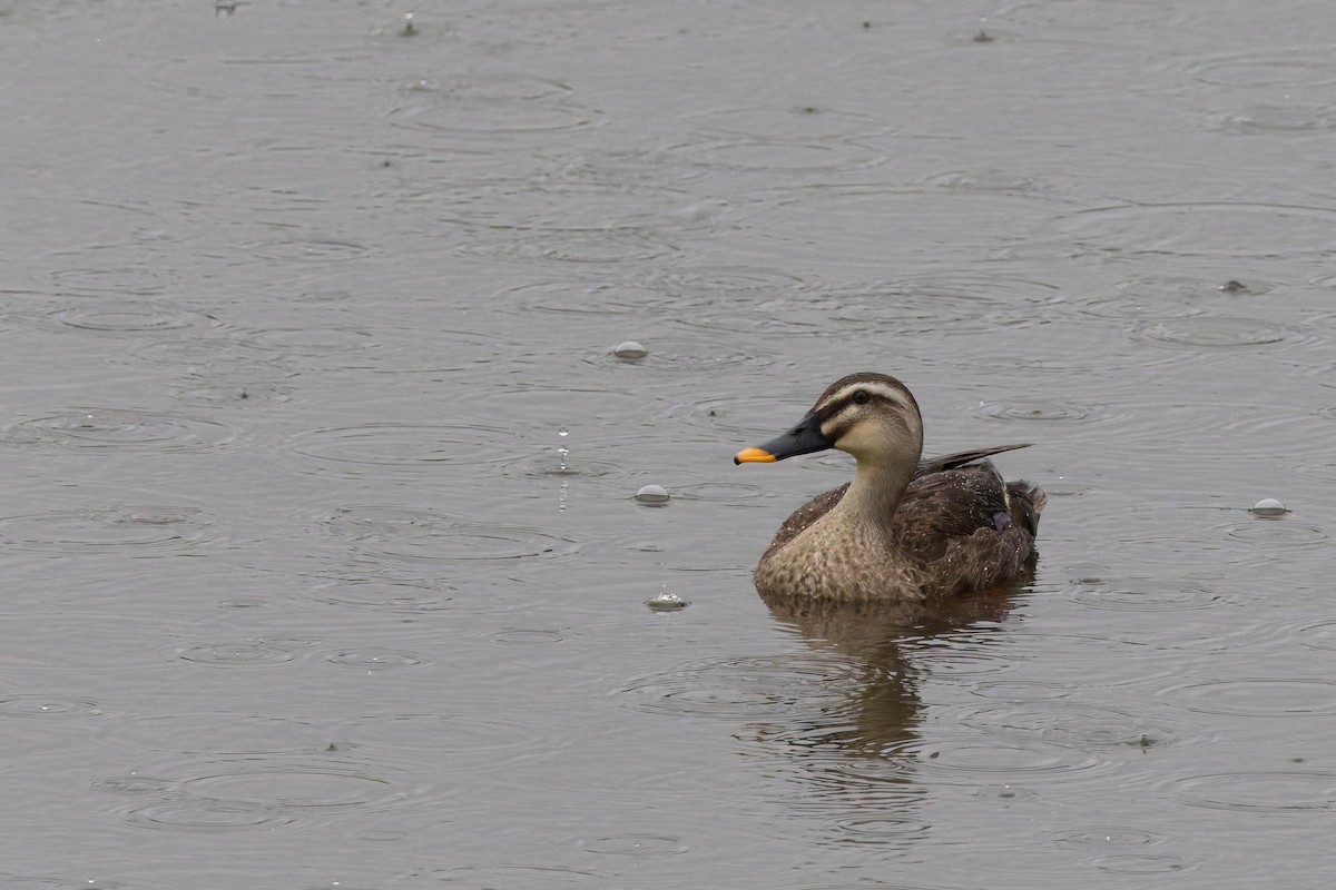 Eastern Spot-billed Duck - Angel BAS-PEREZ