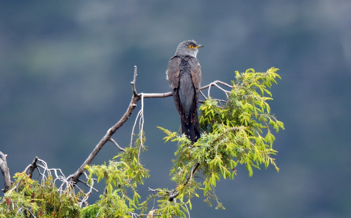 Common Cuckoo - ML620533765