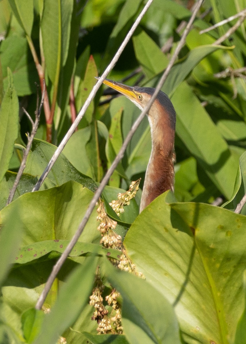 Least Bittern - ML620533768