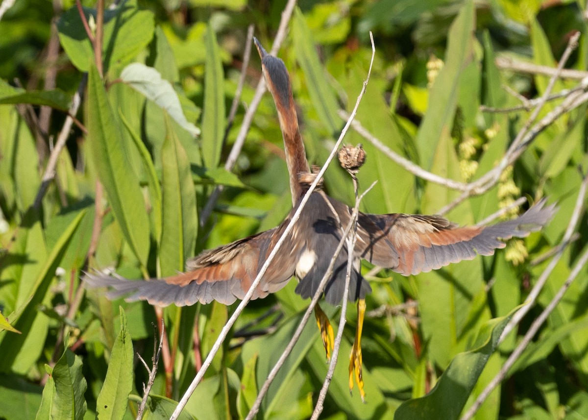 Least Bittern - ML620533771