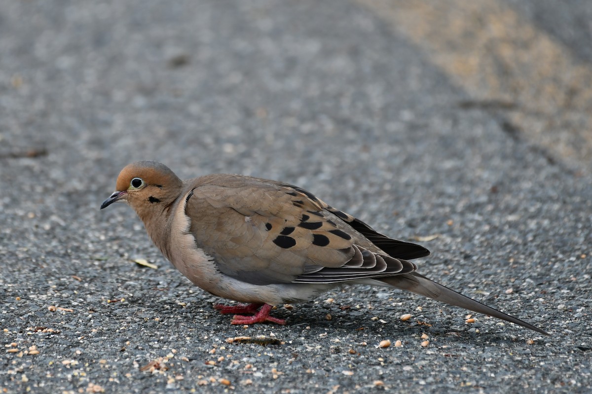 Mourning Dove - Jean Aubé