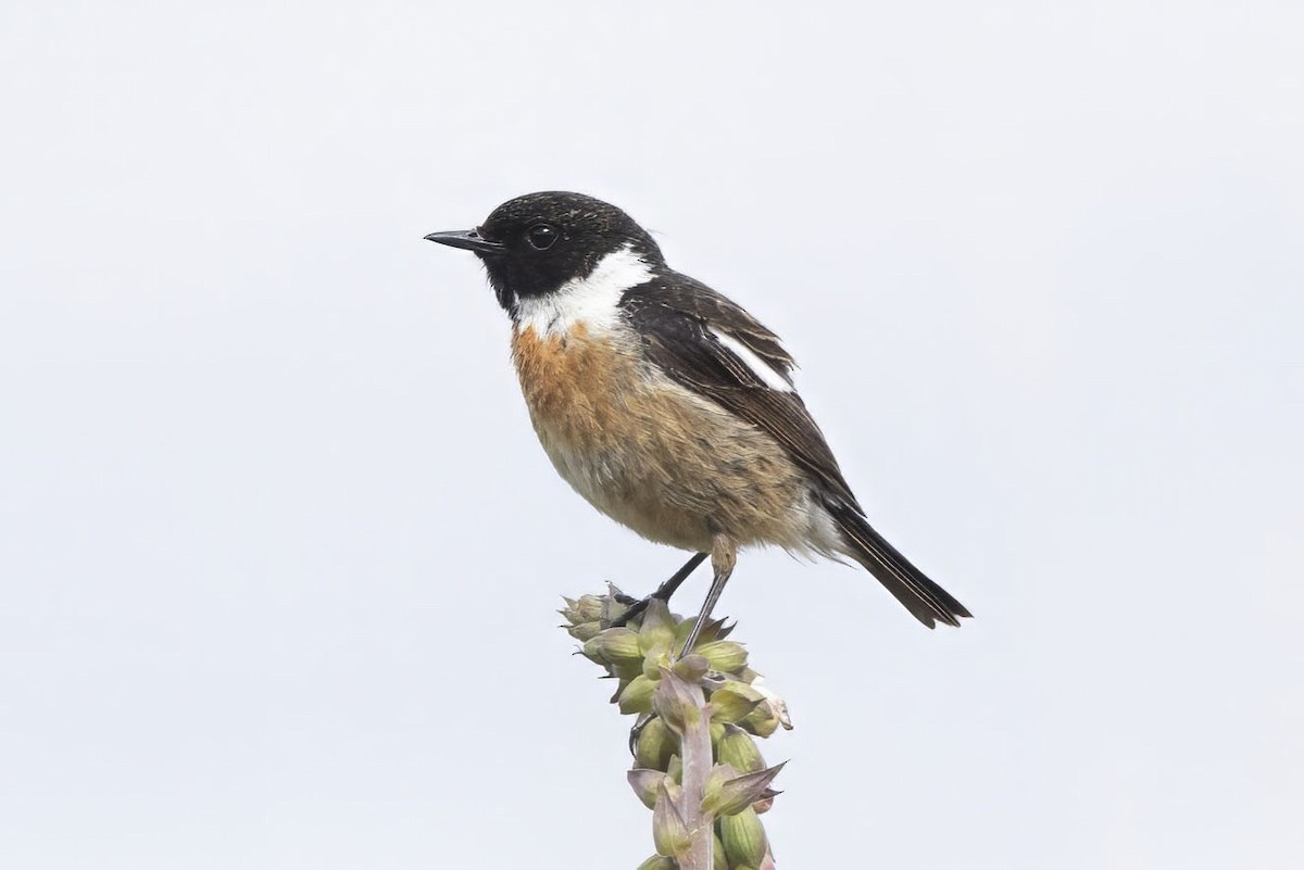 European Stonechat - ML620533776