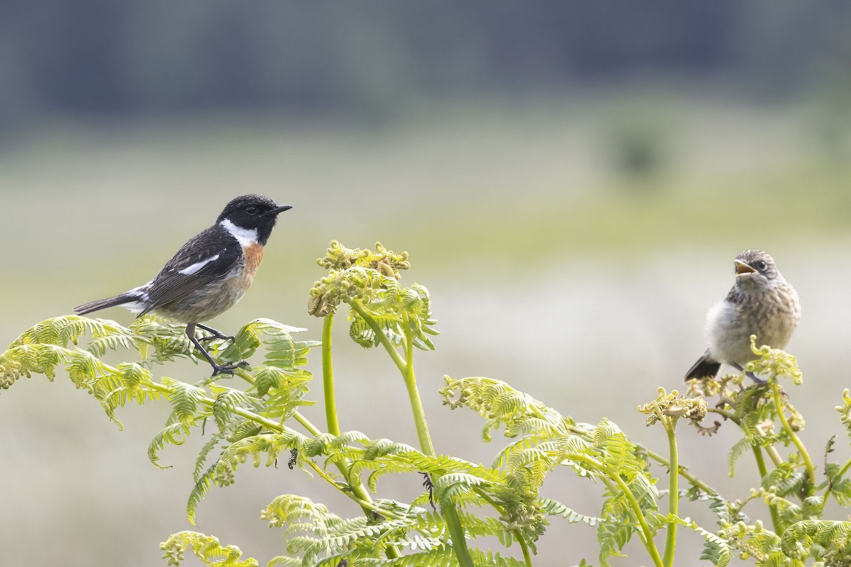 European Stonechat - ML620533778