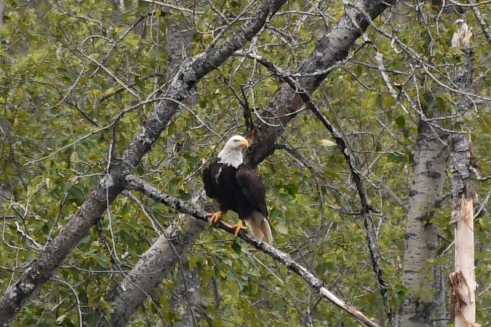 Bald Eagle - ML620533782